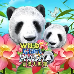 Wild Giant Panda
