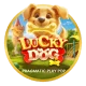Lucky Dog