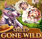 Sheep Gone Wild